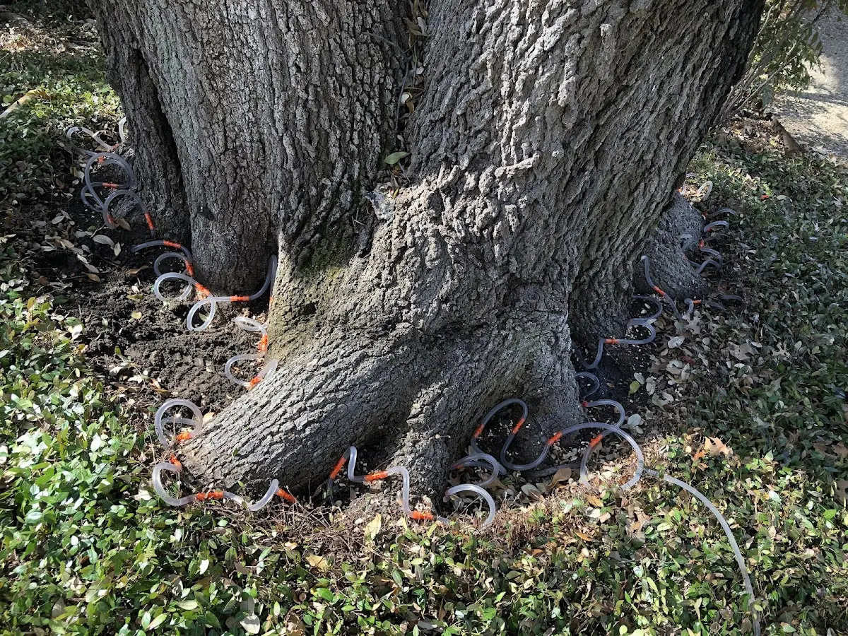 Detailed Tree Cabling and Bracing job site in Medicine Lodge
