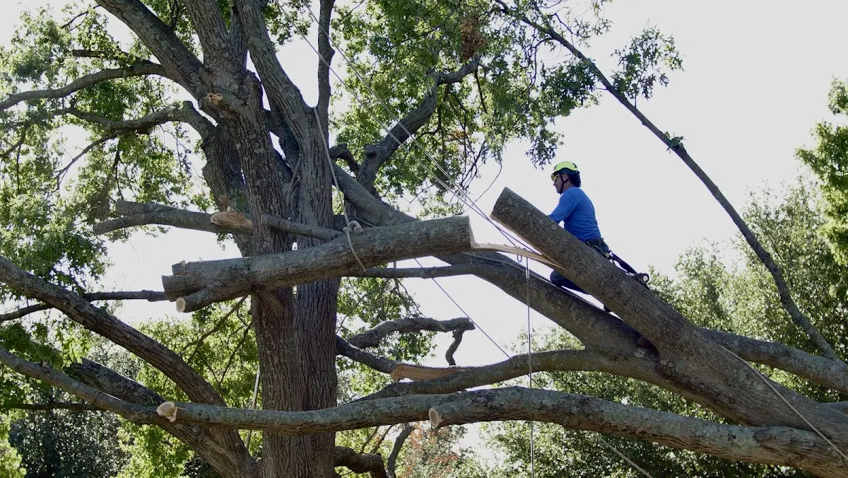 Professional Crown Thinning performed by certified arborists in Medicine Lodge