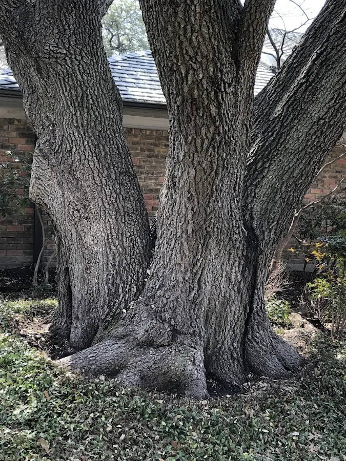 Mature heritage tree close to a Medicine Lodge property cared for by certified arborists